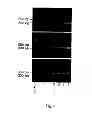 Fig. 08 - Derivation of embryonic stem cells and embryo-derived cells