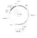 Fig. 29 - Nucleic acids for cloning and expressing multiprotein complexes
