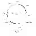 Fig. 32 - Nucleic acids for cloning and expressing multiprotein complexes
