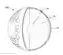 Fig. 01 - Thermoplastic multi-layer golf ball