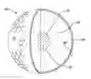 Fig. 01 - Thermoplastic multi-layer golf ball