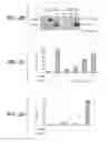 Fig. 04 - Compositions for diagnosis and therapy of diseases associated with aberrant expression of futrins (R-Spondins) and/or Wnt