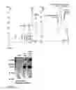Fig. 07 - General strategy for antibody library screening