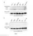 Fig. 07 - Methods and compositions for diagnosing and treating cancer