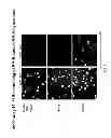 Fig. 06 - METHODS OF SCREENING MONOCLONAL ANTIBODY POPULATIONS