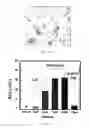 Fig. 06 - Microarray and Method for Forming the Same