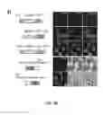 Fig. 04 - FUNCTIONAL GENOMICS USING CRISPR-CAS SYSTEMS, COMPOSITIONS, METHODS, KNOCK OUT LIBRARIES AND APPLICATIONS THEREOF
