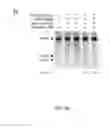 Fig. 06 - FUNCTIONAL GENOMICS USING CRISPR-CAS SYSTEMS, COMPOSITIONS, METHODS, KNOCK OUT LIBRARIES AND APPLICATIONS THEREOF