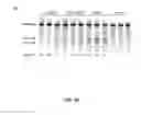 Fig. 09 - FUNCTIONAL GENOMICS USING CRISPR-CAS SYSTEMS, COMPOSITIONS, METHODS, KNOCK OUT LIBRARIES AND APPLICATIONS THEREOF