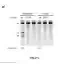 Fig. 45 - FUNCTIONAL GENOMICS USING CRISPR-CAS SYSTEMS, COMPOSITIONS, METHODS, KNOCK OUT LIBRARIES AND APPLICATIONS THEREOF