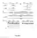 Fig. 68 - FUNCTIONAL GENOMICS USING CRISPR-CAS SYSTEMS, COMPOSITIONS, METHODS, KNOCK OUT LIBRARIES AND APPLICATIONS THEREOF