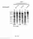 Fig. 74 - FUNCTIONAL GENOMICS USING CRISPR-CAS SYSTEMS, COMPOSITIONS, METHODS, KNOCK OUT LIBRARIES AND APPLICATIONS THEREOF