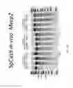 Fig. 85 - FUNCTIONAL GENOMICS USING CRISPR-CAS SYSTEMS, COMPOSITIONS, METHODS, KNOCK OUT LIBRARIES AND APPLICATIONS THEREOF