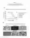 Fig. 08 - Methods for preventing or treating certain disorders by inhibiting binding of IL-4 and/or IL-13 to their respective receptors