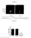 Fig. 09 - Inhibitors of Nox1