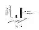 Fig. 32 - METHOD OF PRODUCING FACTOR VIII PROTEINS BY RECOMBINANT METHODS