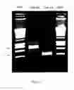 Fig. 02 - Identification and molecular characterisation of proteins, expressed in the  salivary glands