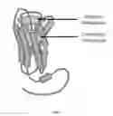 Fig. 02 - Substituted 1H-pyrazolo[3′,4′,4,5]thieno[2,3-b]pyridin-3-amine analogs as positive allosteric modulators of the muscarinic acetylcholine receptor M4