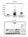 Fig. 26 - Gene expression signatures of neoplasm responsiveness to therapy