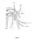 Fig. 06 - METHOD OF TREATING DISEASE BY AURICULAR ANESTHESIA OF CRANIAL NERVES
