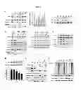 Fig. 07 - METHOD FOR INHIBITING EZH2 EXPRESSION IN BREAST CANCER CELLS