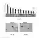Fig. 06 - Materials and methods related to modulation of mismatch repair and genomic stability by miR-155
