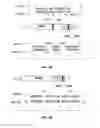 Fig. 07 - Materials and methods related to modulation of mismatch repair and genomic stability by miR-155