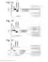 Fig. 02 - MODULATION OF EXON RECOGNITION IN PRE-MRNA BY INTERFERING WITH THE SECONDARY RNA STRUCTURE