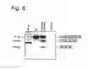 Fig. 08 - MODULATION OF EXON RECOGNITION IN PRE-MRNA BY INTERFERING WITH THE SECONDARY RNA STRUCTURE