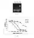 Fig. 04 - Methods and compositions for the specific inhibition of gene expression by double-stranded RNA