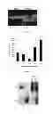 Fig. 06 - Methods and compositions for the specific inhibition of gene expression by double-stranded RNA