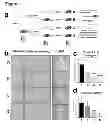 Fig. 02 - METHODS RELATING TO IDENTIFICATION OF SUSCEPTIBILITY TO LIVER INJURY