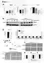 Fig. 04 - METHODS RELATING TO IDENTIFICATION OF SUSCEPTIBILITY TO LIVER INJURY