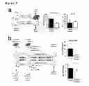 Fig. 12 - METHODS RELATING TO IDENTIFICATION OF SUSCEPTIBILITY TO LIVER INJURY