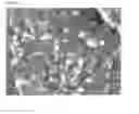 Fig. 03 - Thermoplastic elastomer composition