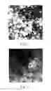 Fig. 02 - NOVEL PROTEIN PEPTIDE HYDROGELS