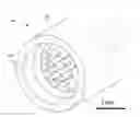 Fig. 01 - Methods and devices for stimulating an immune response using nanosecond pulsed electric fields