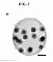 Fig. 02 - Expression vector comprising a nucleotide sequence encoding a light-activated ion channel protein (VChR1) and implantable device thereof