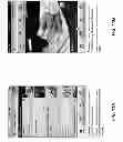 Fig. 24 - Modifying An Application To Display Branding Information Identifying A Particular Business