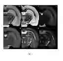Fig. 03 - SYSTEM AND METHOD FOR REMOTE IMAGE ORGANIZATION AND ANALYSIS