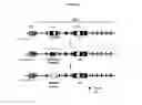 Fig. 02 - Chimaeric surrogate light chains (SLC) comprising human VpreB
