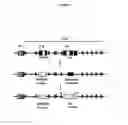 Fig. 06 - Chimaeric surrogate light chains (SLC) comprising human VpreB
