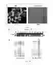 Fig. 05 - TARGETED GENE MODIFICATION USING HYBRID RECOMBINANT ADENO-ASSOCIATED VIRUS