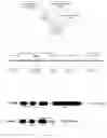 Fig. 02 - Androecious cucurbit plants, methods of obtaining and uses of said cucurbit plants