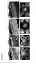 Fig. 35 - Method for modulating the number of archesporial cells in a developing anther