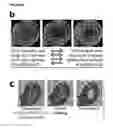 Fig. 44 - Method for modulating the number of archesporial cells in a developing anther