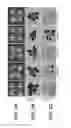 Fig. 05 - Sucrose Transporters and Methods of Generating Pathogen-Resistant Plants
