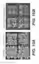 Fig. 20 - Sucrose Transporters and Methods of Generating Pathogen-Resistant Plants