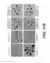 Fig. 22 - Sucrose Transporters and Methods of Generating Pathogen-Resistant Plants