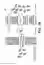 Fig. 27 - Sucrose Transporters and Methods of Generating Pathogen-Resistant Plants